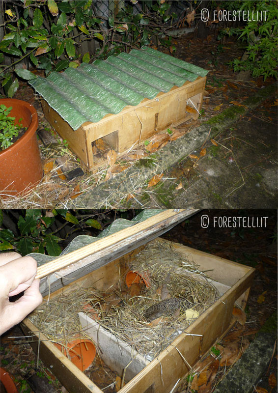 Casetta per Ricci con tetto ondulato impermeabile