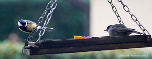 mangiatoie per uccelli mangiatoie per uccelli