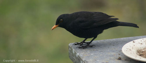 Mangiatoia per uccelli con merlo mangiatoia con merlo